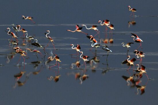 Зимовка розовых фламинго на Кипре