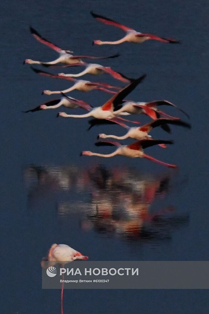 Зимовка розовых фламинго на Кипре