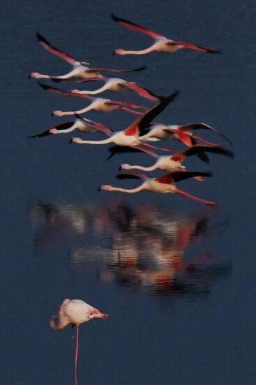 Зимовка розовых фламинго на Кипре