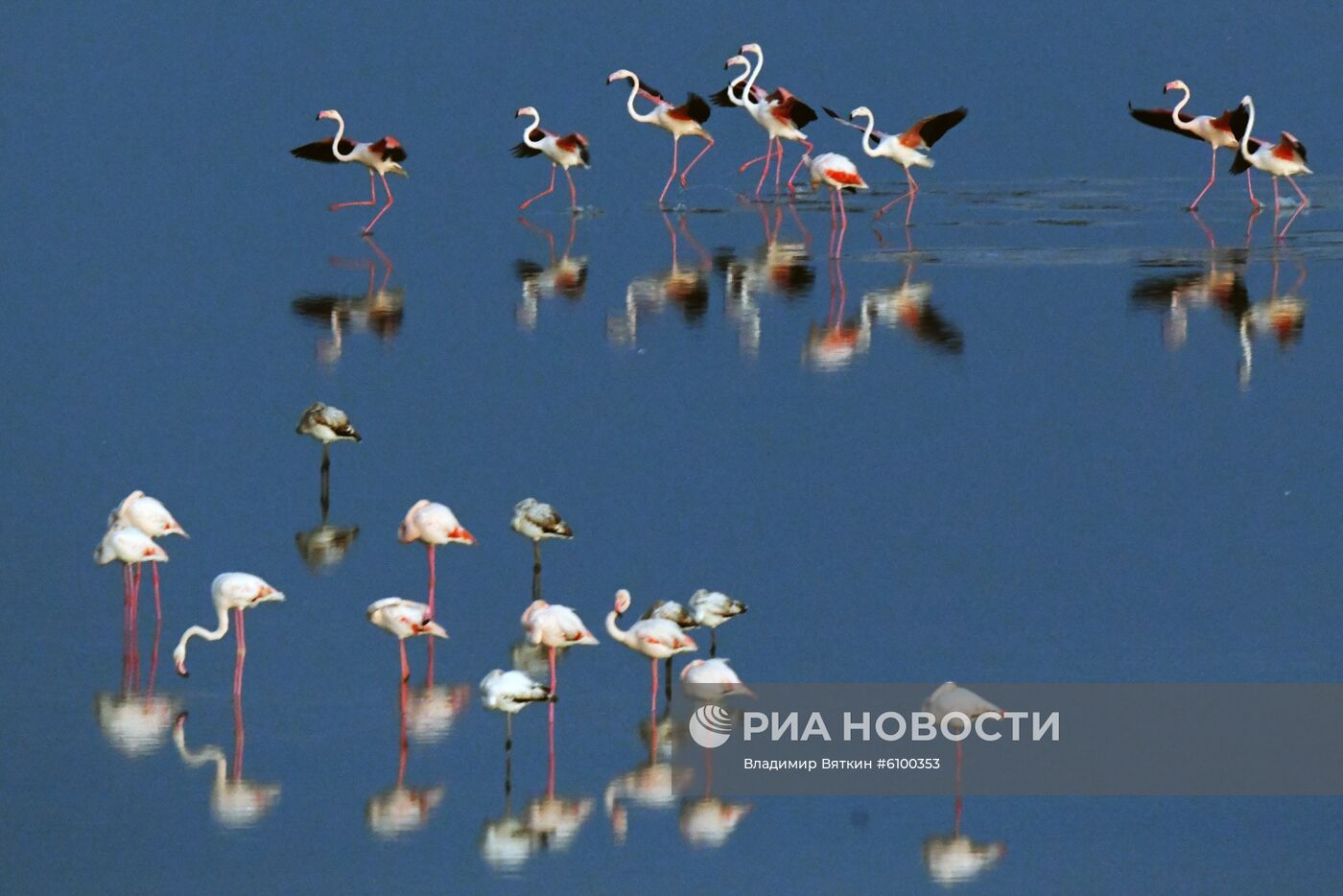 Зимовка розовых фламинго на Кипре