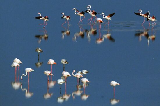 Зимовка розовых фламинго на Кипре