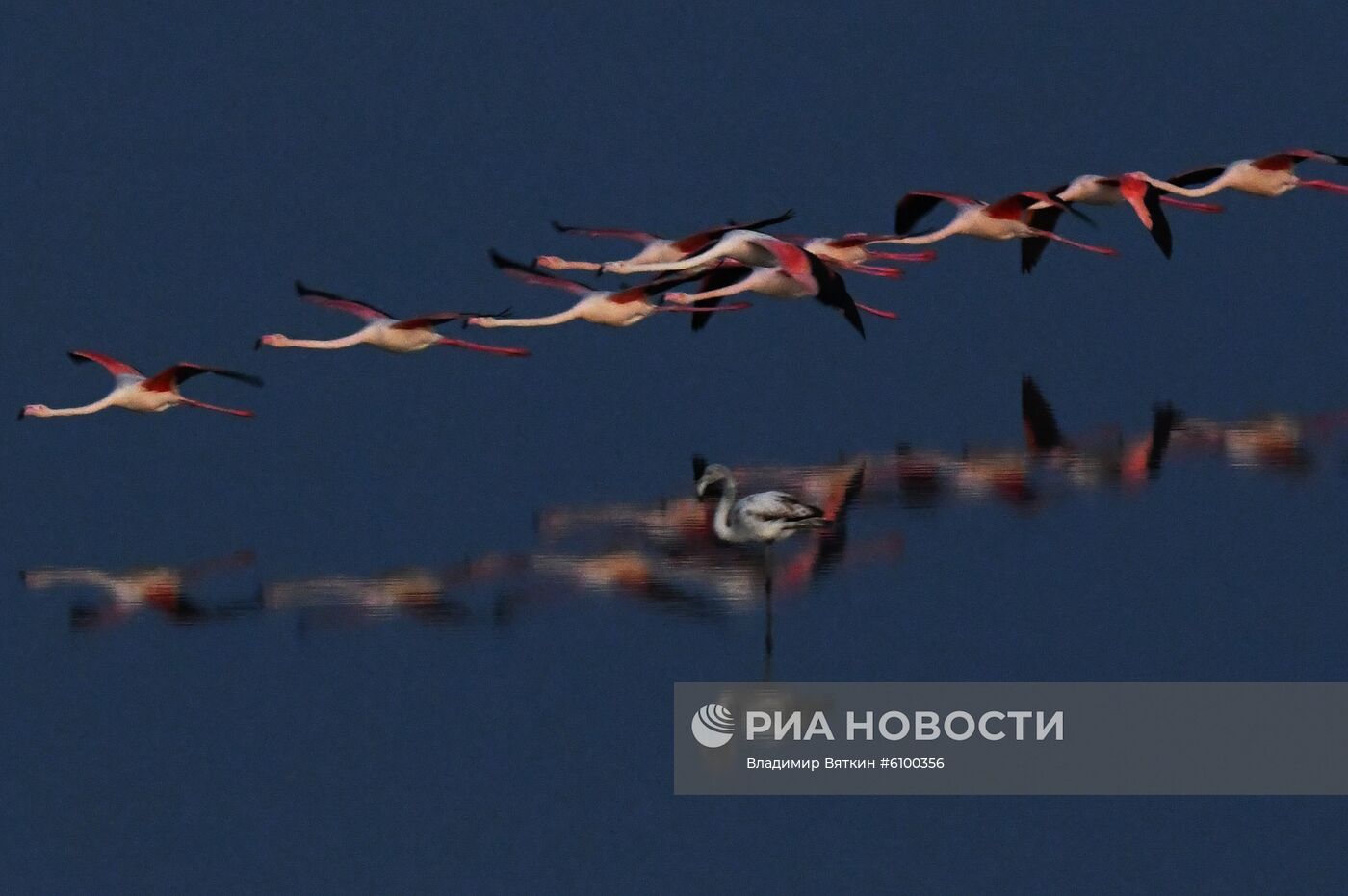 Зимовка розовых фламинго на Кипре