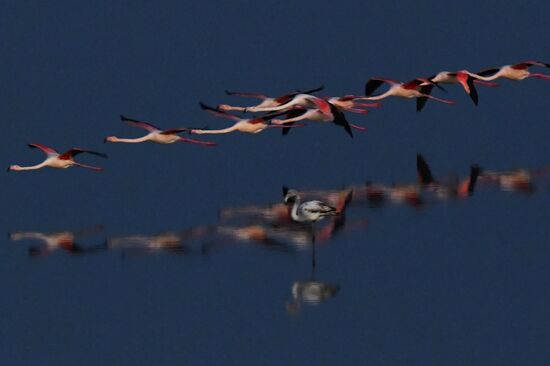 Зимовка розовых фламинго на Кипре