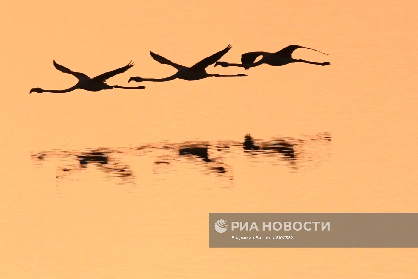 Зимовка розовых фламинго на Кипре