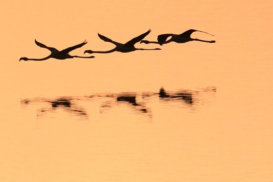 Зимовка розовых фламинго на Кипре