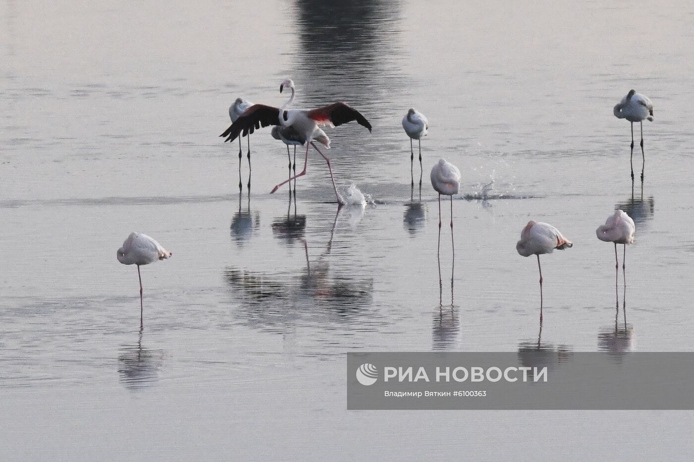 Зимовка розовых фламинго на Кипре