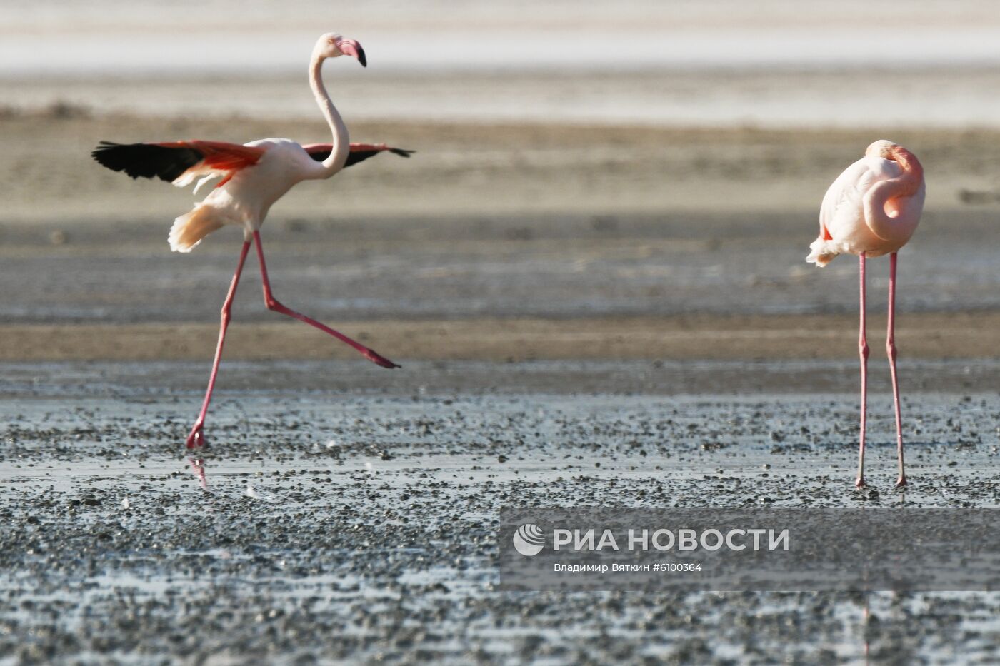Зимовка розовых фламинго на Кипре
