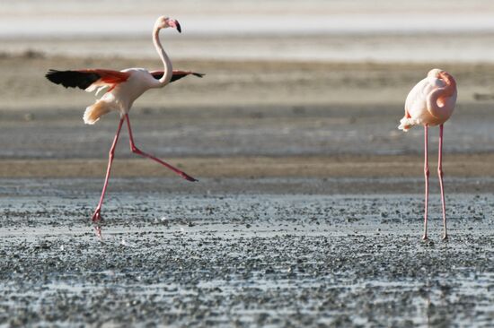 Зимовка розовых фламинго на Кипре