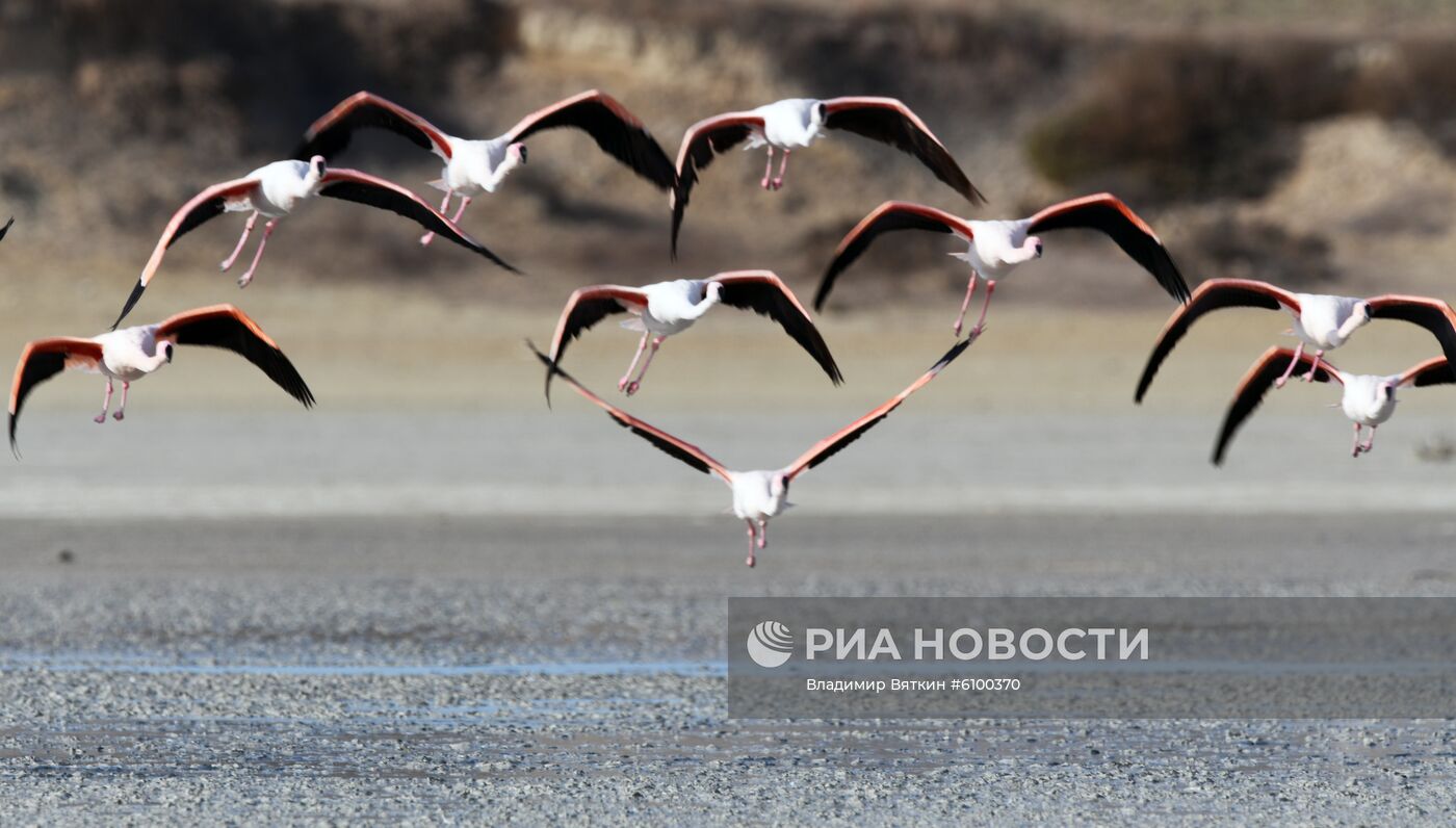 Зимовка розовых фламинго на Кипре