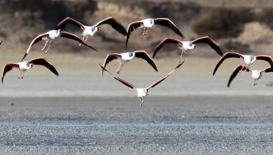 Зимовка розовых фламинго на Кипре