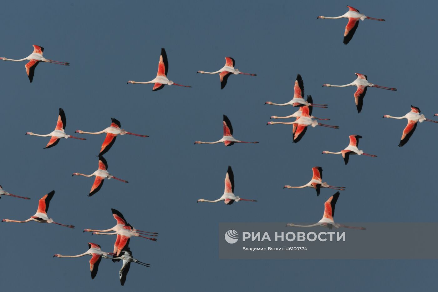 Зимовка розовых фламинго на Кипре