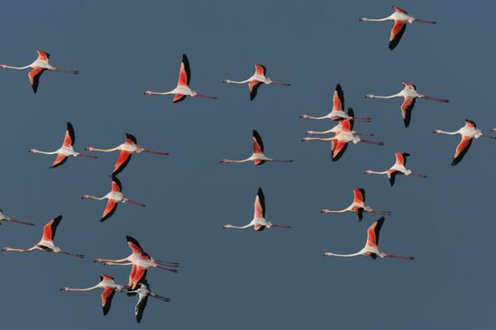 Зимовка розовых фламинго на Кипре