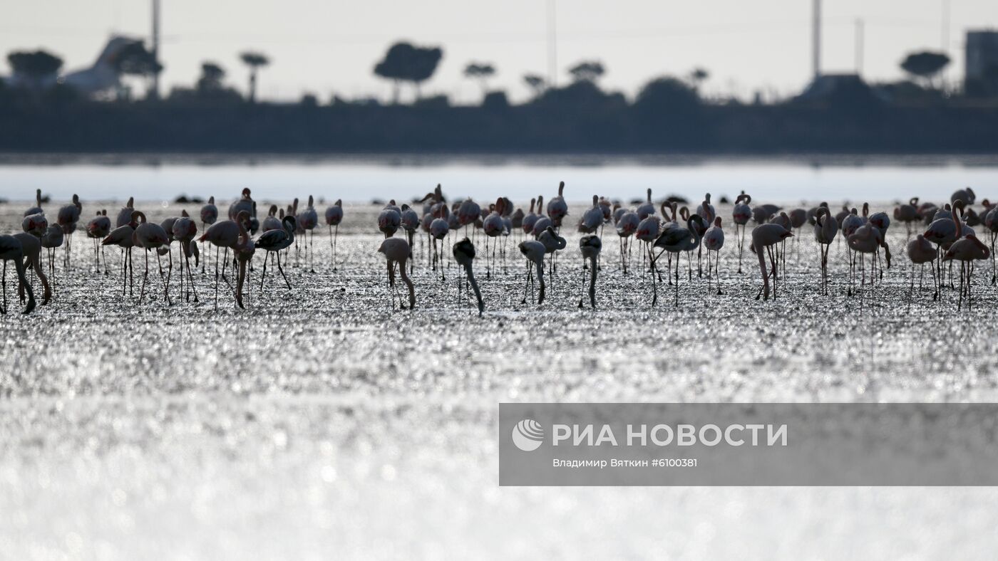 Зимовка розовых фламинго на Кипре