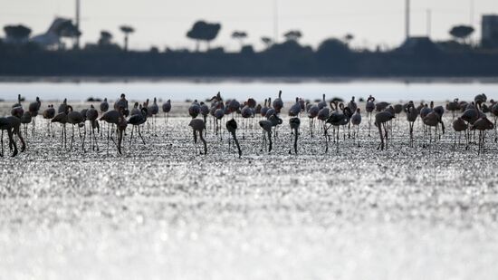 Зимовка розовых фламинго на Кипре
