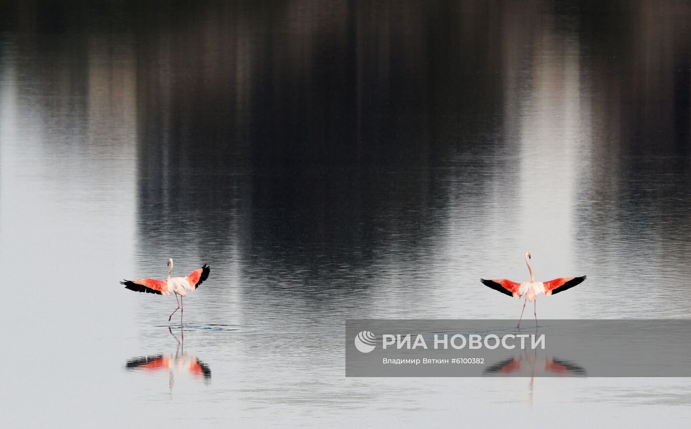 Зимовка розовых фламинго на Кипре