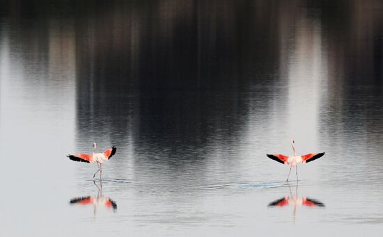 Зимовка розовых фламинго на Кипре