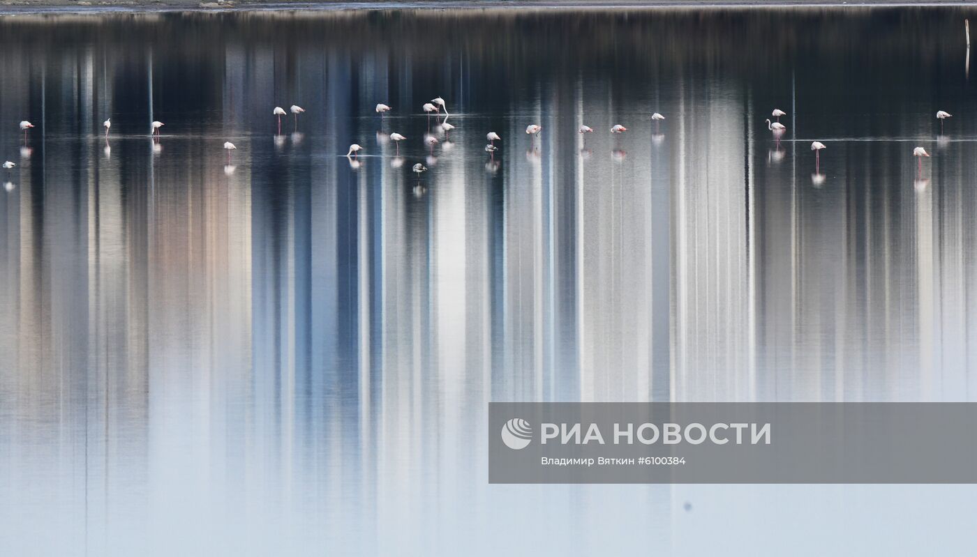Зимовка розовых фламинго на Кипре