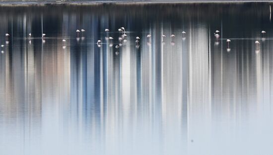 Зимовка розовых фламинго на Кипре