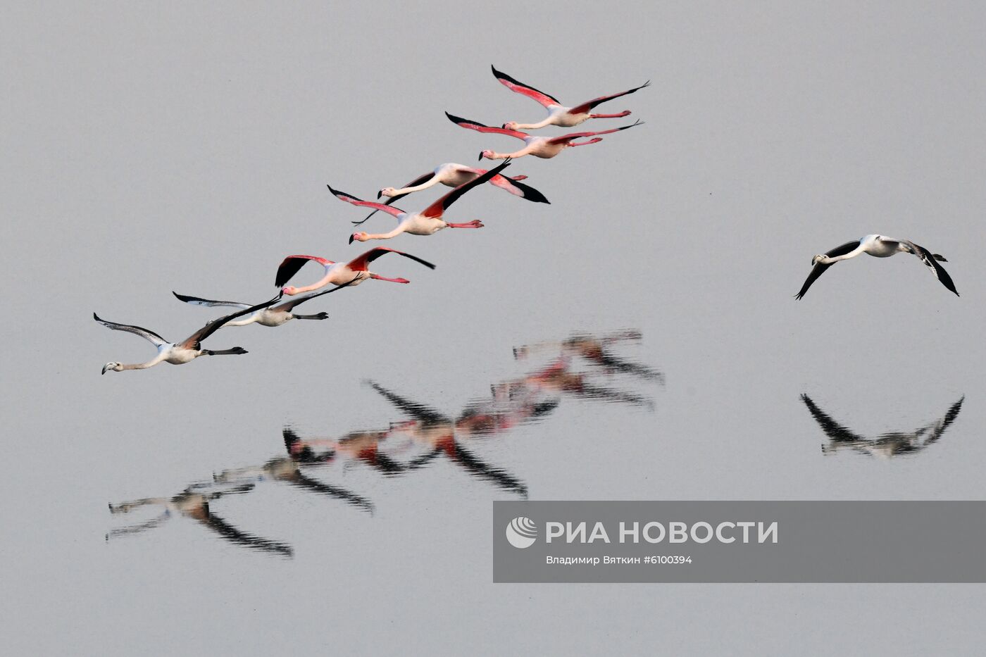 Зимовка розовых фламинго на Кипре