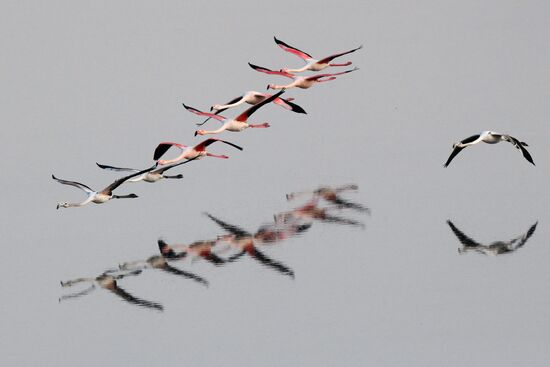 Зимовка розовых фламинго на Кипре