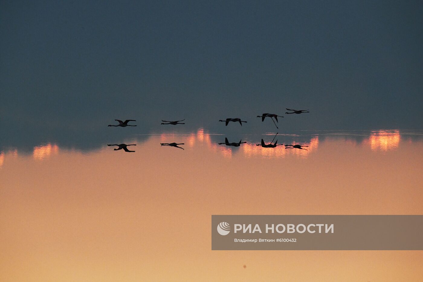 Зимовка розовых фламинго на Кипре