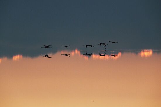 Зимовка розовых фламинго на Кипре