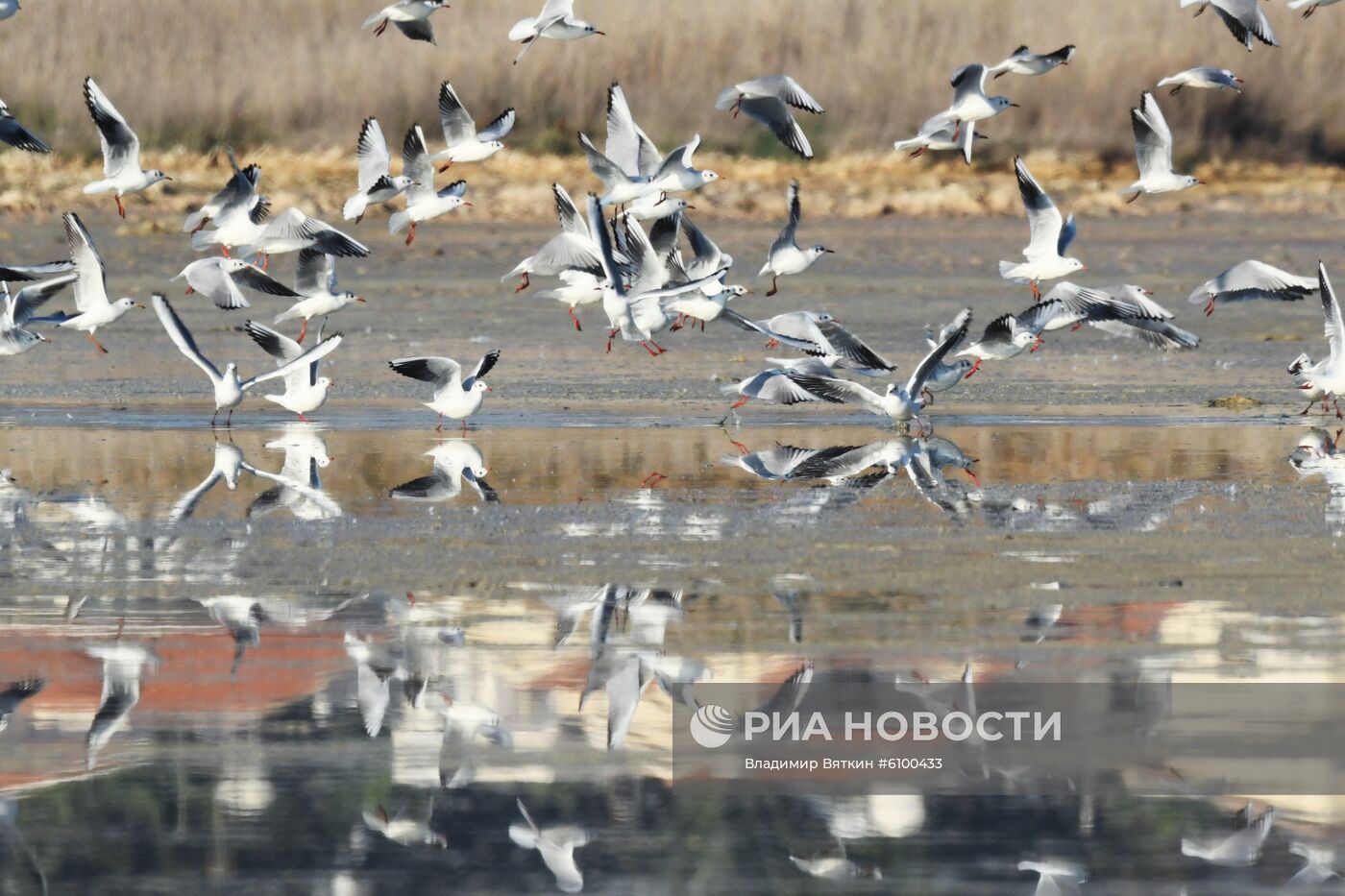 Зимовка розовых фламинго на Кипре