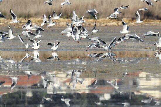 Зимовка розовых фламинго на Кипре