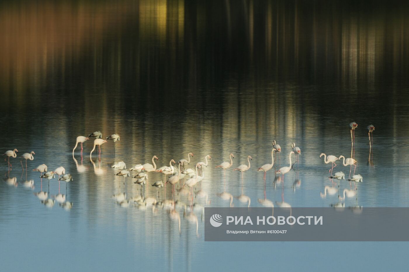 Зимовка розовых фламинго на Кипре