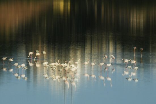 Зимовка розовых фламинго на Кипре