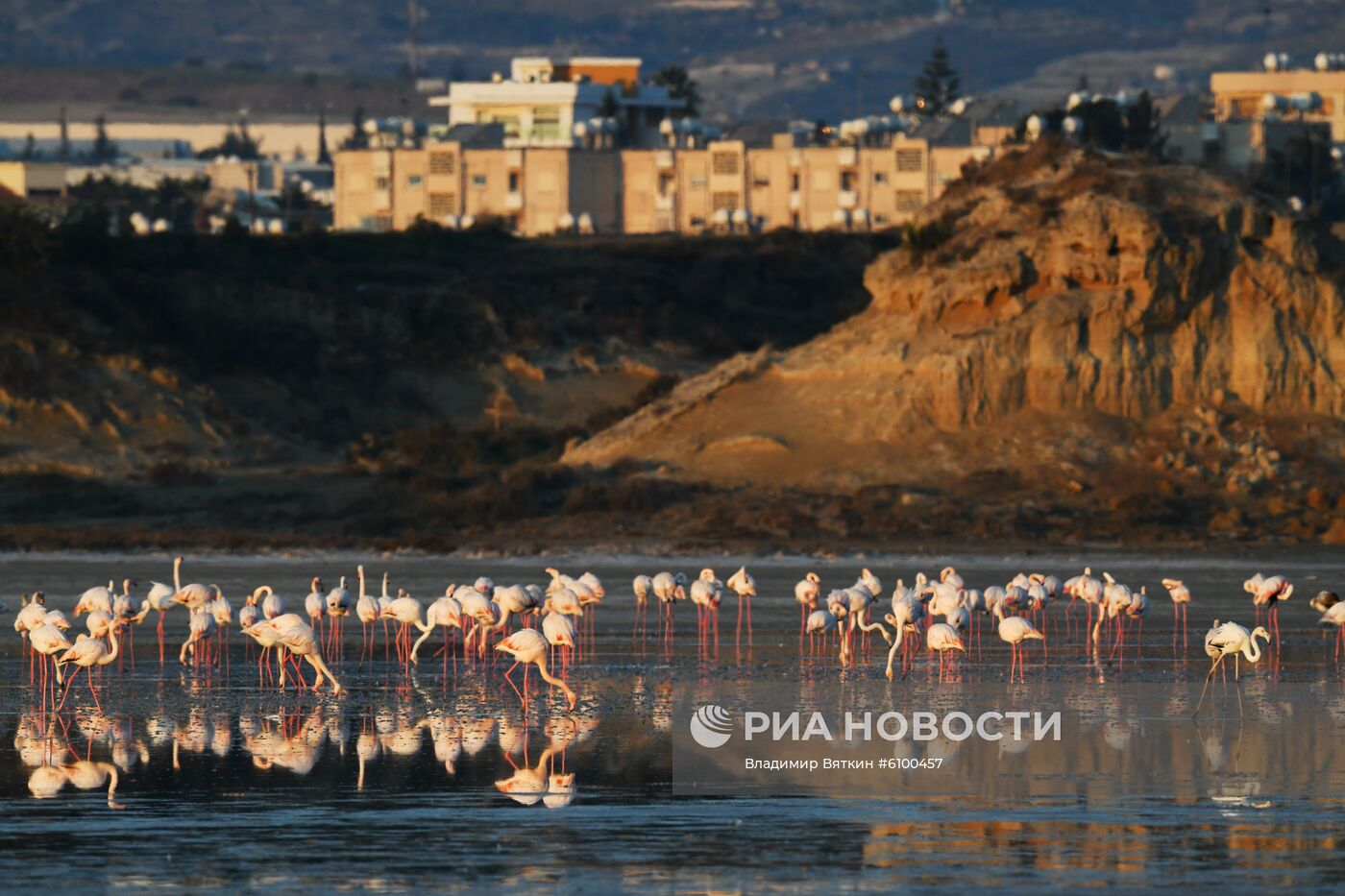 Зимовка розовых фламинго на Кипре