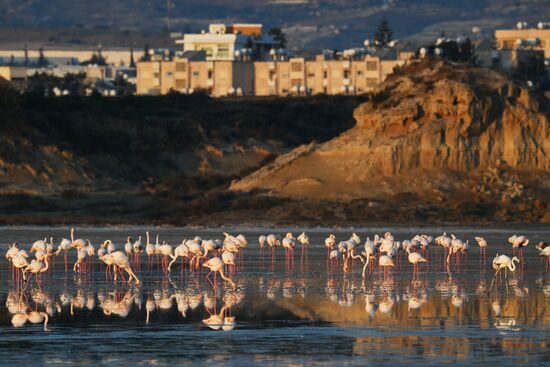 Зимовка розовых фламинго на Кипре