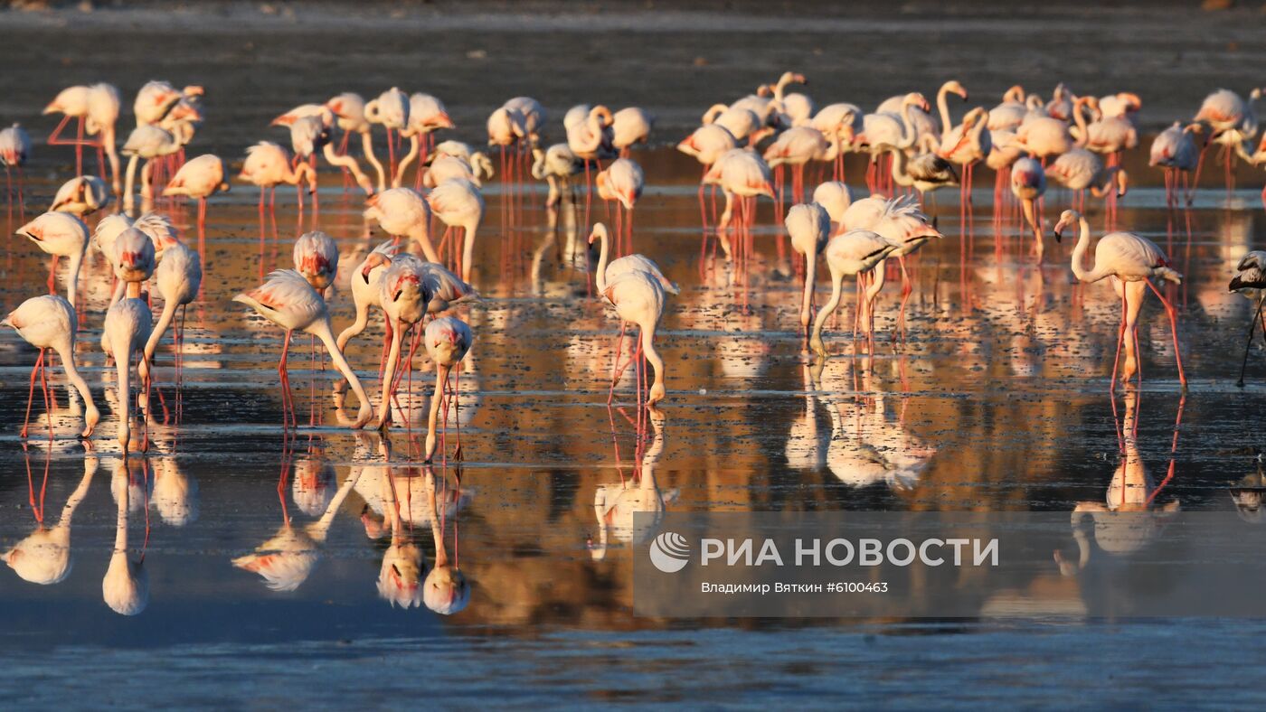 Зимовка розовых фламинго на Кипре