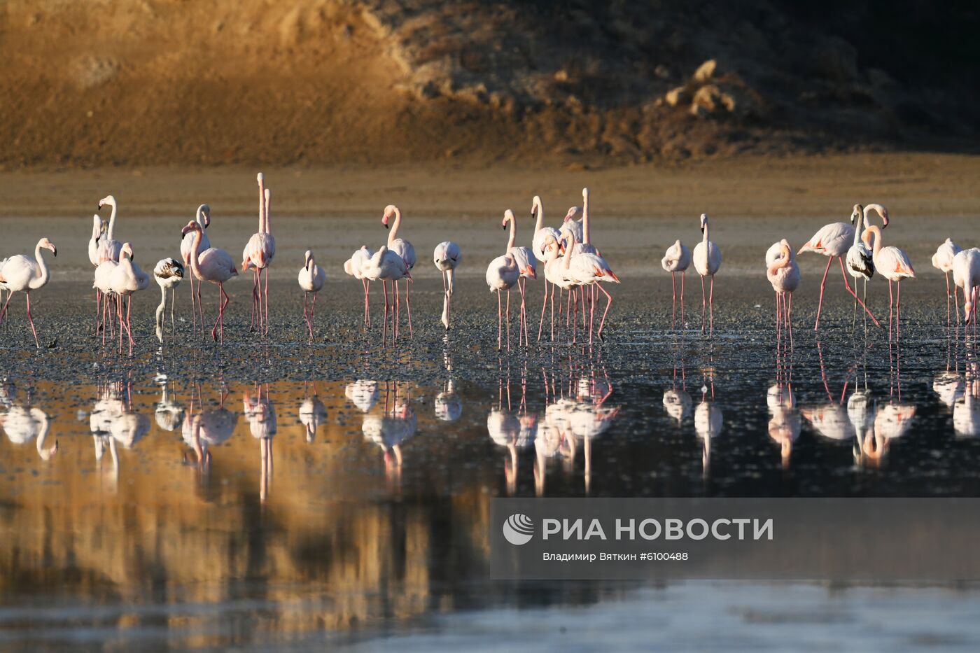 Зимовка розовых фламинго на Кипре