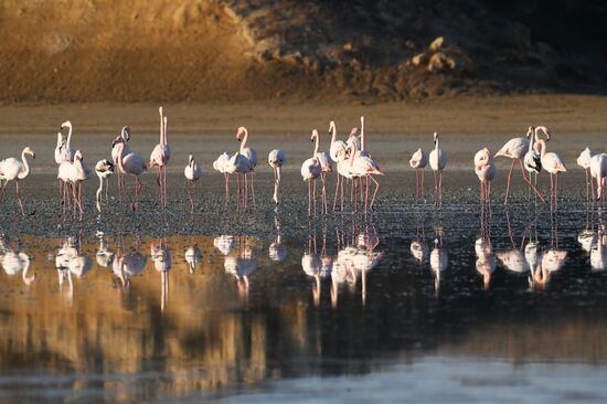 Зимовка розовых фламинго на Кипре