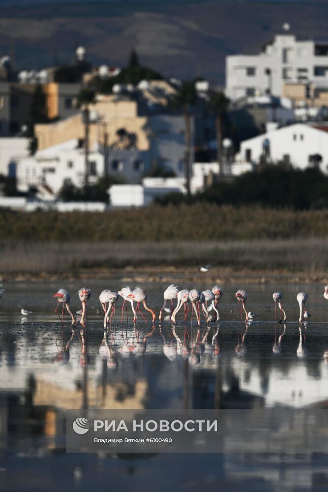 Зимовка розовых фламинго на Кипре