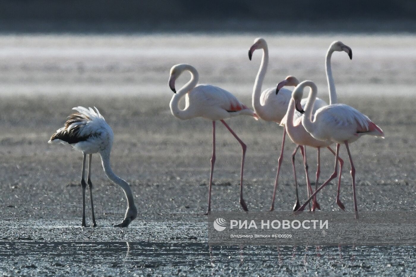 Зимовка розовых фламинго на Кипре