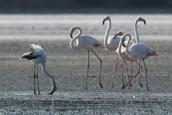 Зимовка розовых фламинго на Кипре