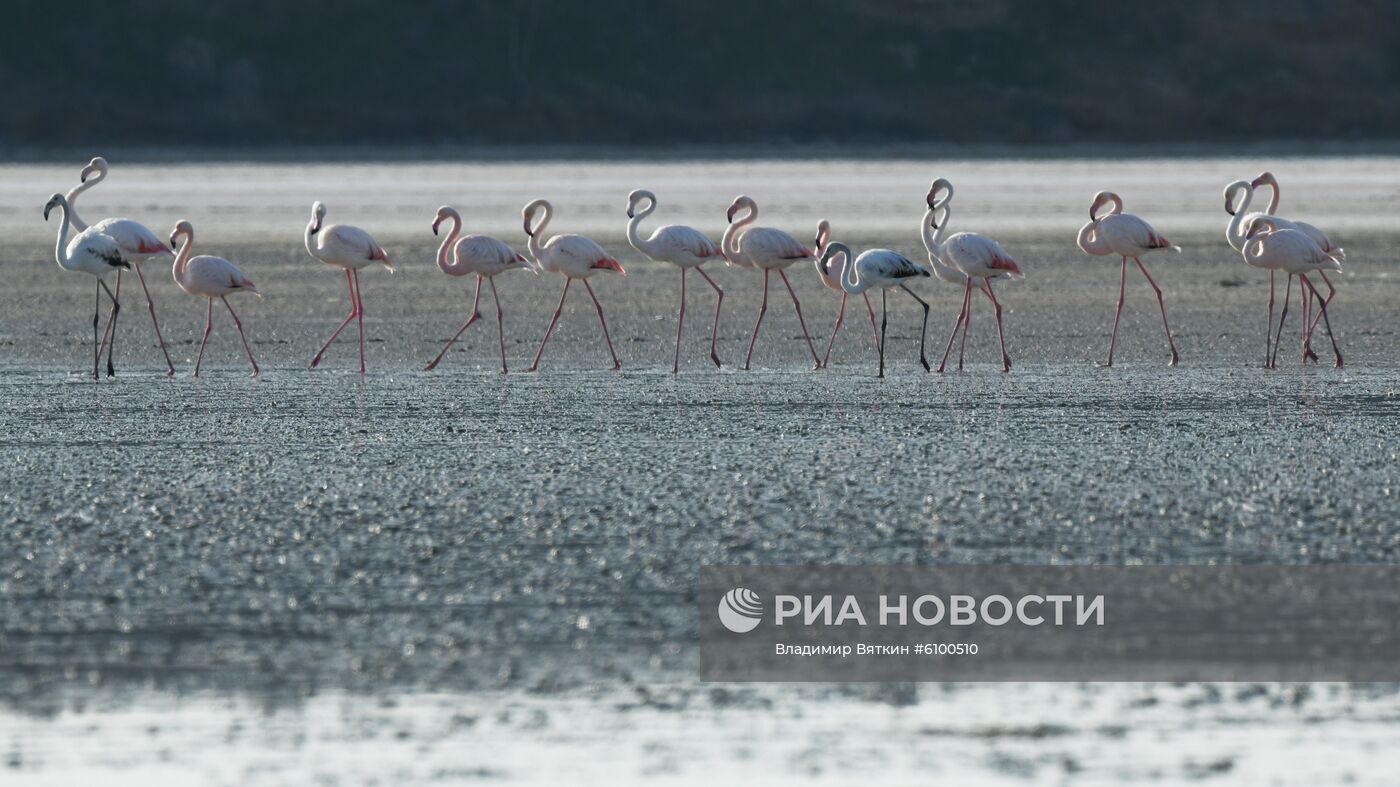 Зимовка розовых фламинго на Кипре