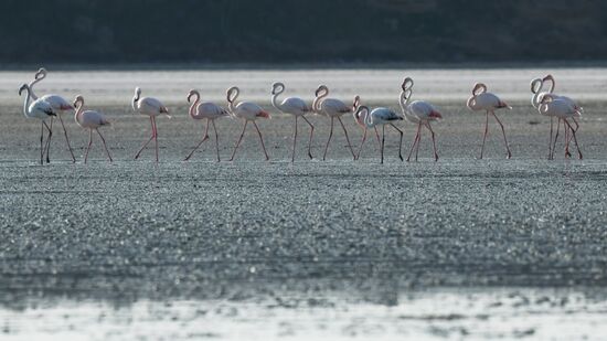 Зимовка розовых фламинго на Кипре