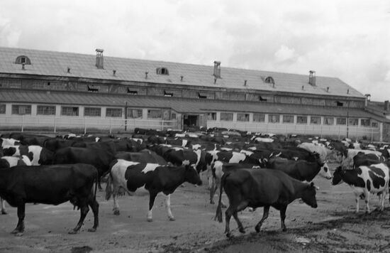 Племзавод "Коммунарка"