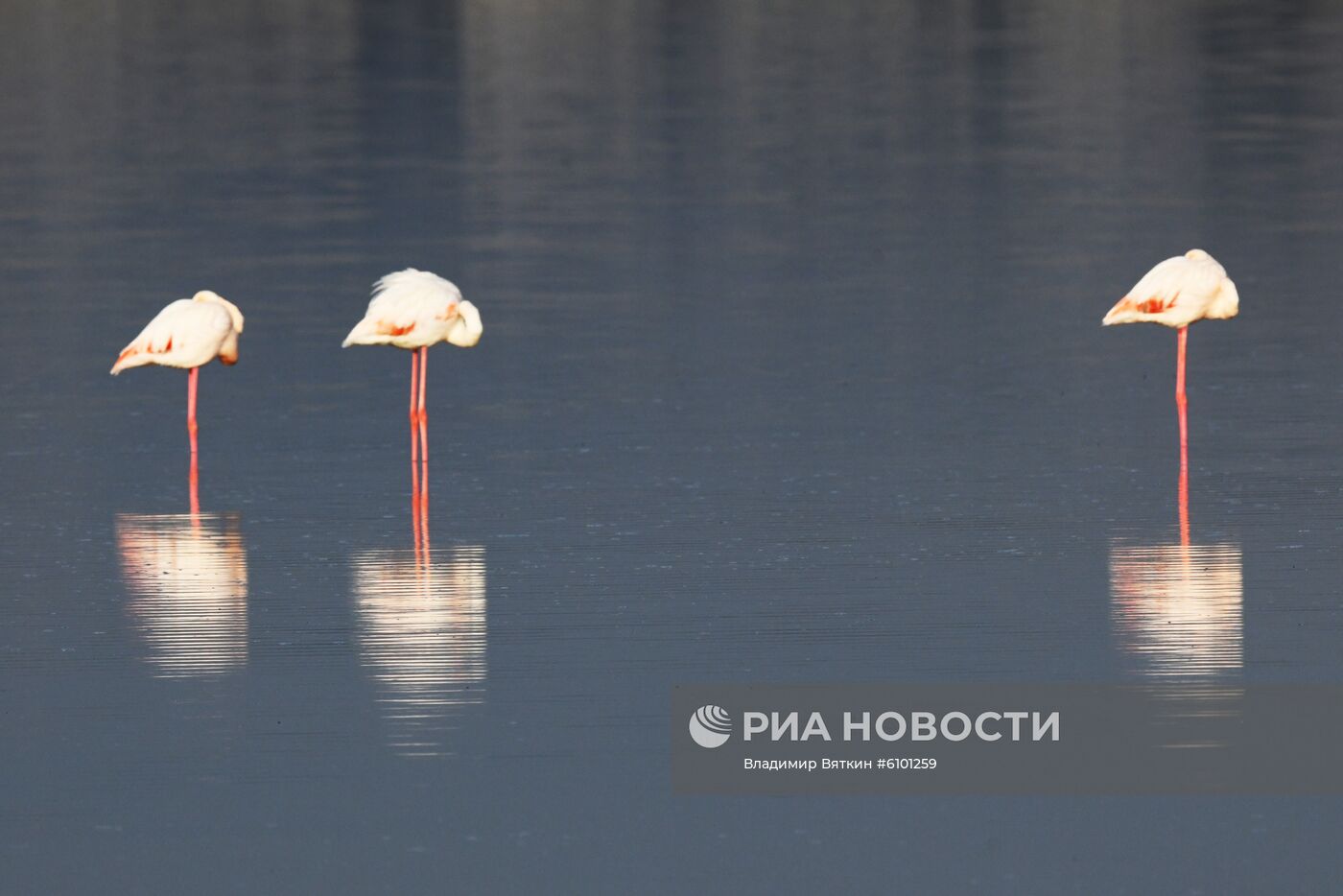 Зимовка розовых фламинго на Кипре