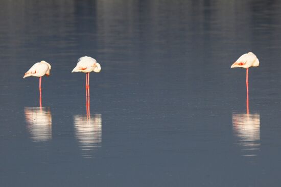 Зимовка розовых фламинго на Кипре