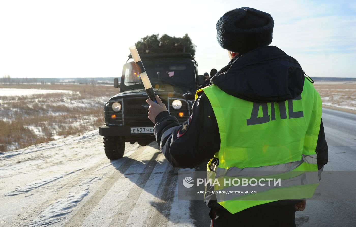 Рейд по защите хвойных деревьев от незаконных рубок