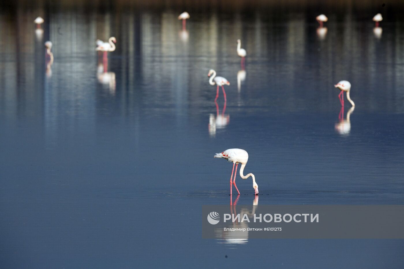 Зимовка розовых фламинго на Кипре