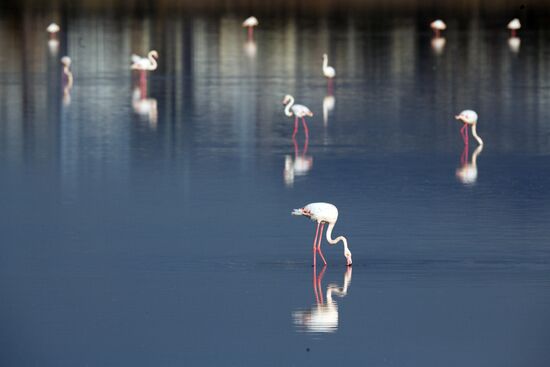 Зимовка розовых фламинго на Кипре