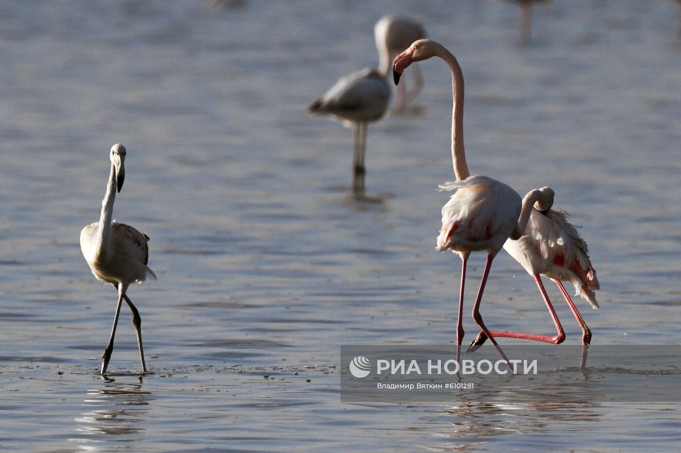 Зимовка розовых фламинго на Кипре