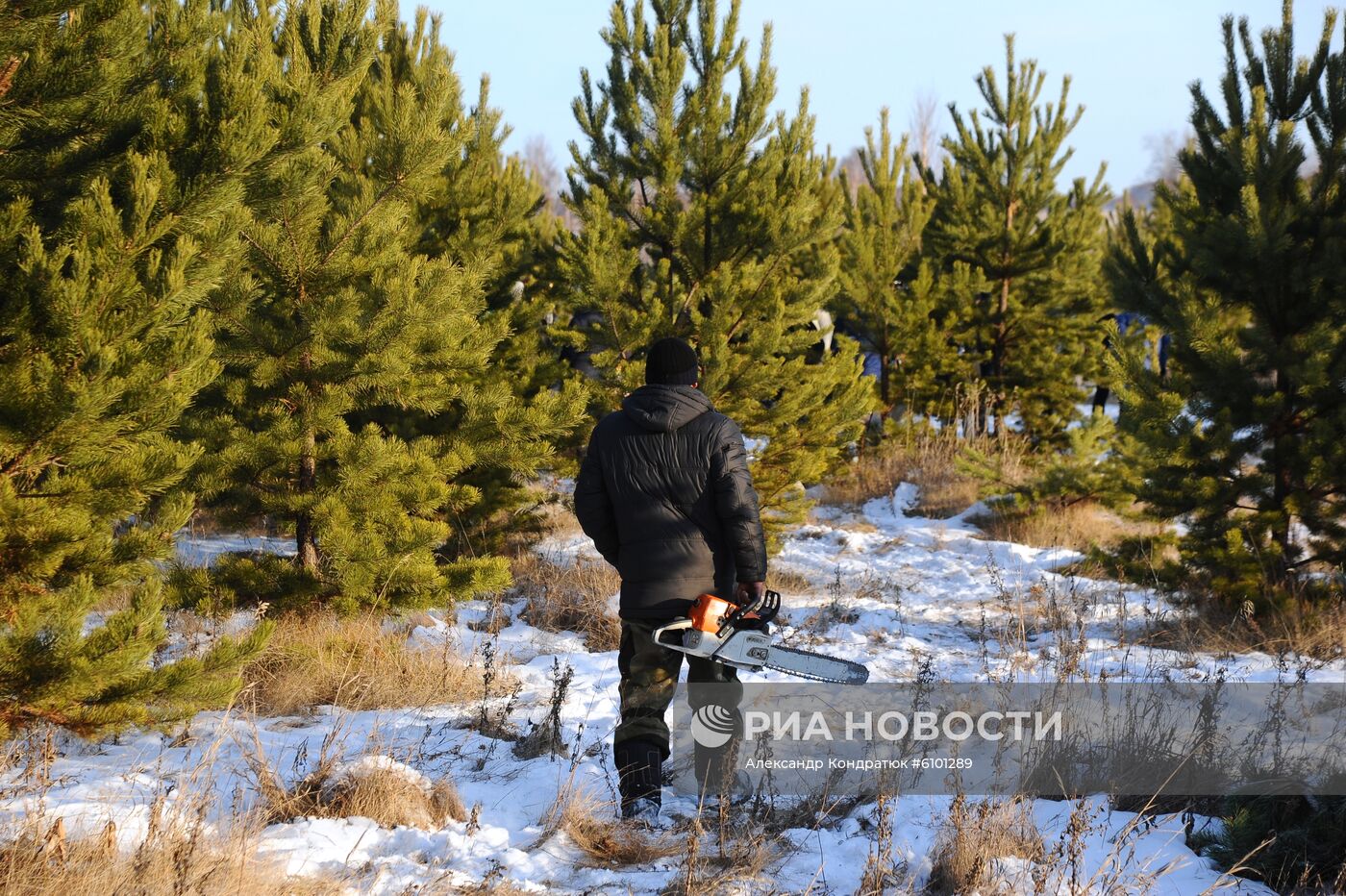 Рейд по защите хвойных деревьев от незаконных рубок 