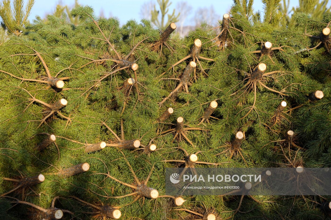 Рейд по защите хвойных деревьев от незаконных рубок 