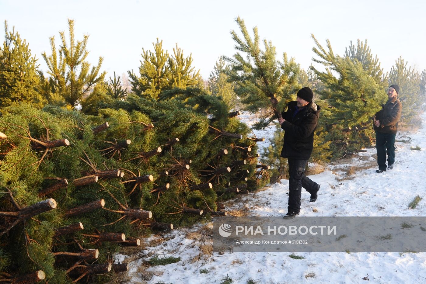 Рейд по защите хвойных деревьев от незаконных рубок 